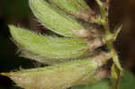 Bearded milkvetch